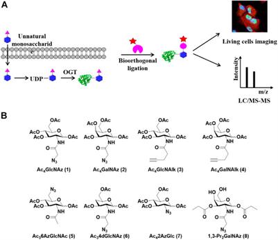 Chemistry-Assisted Proteomic Profiling of O-GlcNAcylation